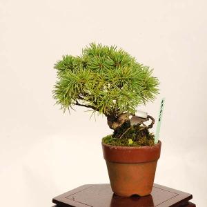 盆栽：実生五葉松* 一点物　現品 ごようまつ　ゴヨウマツ　Goyoumatsu bonsai ミニ盆栽