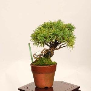 盆栽:実生五葉松* 一点物 現品 ごようまつ ...の詳細画像1