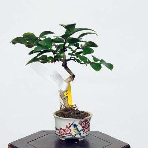 盆栽：百日紅*(紫)現品 (鉢ヒビ有)さるすべり　サルスベリ  sarusuberi　ミニ盆栽｜y-bonsai
