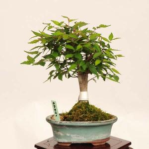 盆栽：欅(けやき)　現品*一点物 ケヤキ Zelkova serrata　Keyaki bonsai 小品盆栽