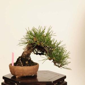 盆栽 特選：三河黒松* 現品 一点物 くろまつ　クロマツ　Kuromatsu bonsai 小品盆栽