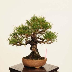 盆栽 特選：三河黒松* 現品 一点物 くろまつ　クロマツ　Kuromatsu bonsai 小品盆栽