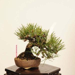 盆栽 特選：三河黒松* 現品 一点物 くろまつ　クロマツ　Kuromatsu bonsai 小品盆栽