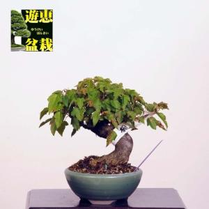 ミニ盆栽：楓（かえで・カエデ）【現品】*Kaede 【送料無料】｜y-bonsai