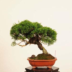 盆栽：特選糸魚川真柏 *現品 一点物 しんぱく　シンパク Sabina chinesis　Shinpaku bonsai 小品盆栽