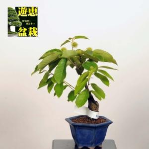 小品盆栽：三度栗（サンドグリ）【現品】*【送料無料】｜y-bonsai