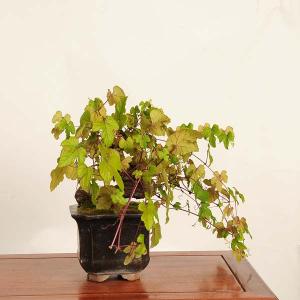 盆栽 特選:山葡萄(やまぶどう) 現品*一点物...の詳細画像1