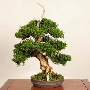 盆栽 特選：糸魚川真柏 現品* しんぱく　シンパク　Shinpaku bonsai 中品盆栽