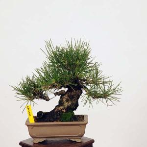 盆栽：特選三河黒松*現品 くろまつ　クロマツ　Kuromatsu bonsai 小品盆栽｜y-bonsai