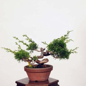 盆栽：糸魚川真柏 現品* しんぱく　シンパク　Shinpaku bonsai 小品盆栽｜y-bonsai