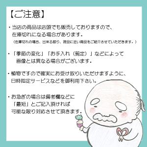 盆栽:糸魚川真柏 現品* しんぱく シンパク ...の詳細画像2