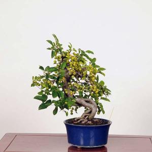 盆栽：深山海棠 (みやまかいどう)*現品 ミヤマカイドウ Kaidou bonsai 中品盆栽｜y-bonsai