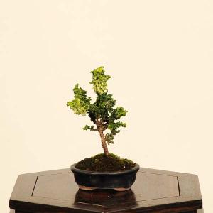 盆栽：初雪石化桧(ひのき)*現品　一点物　ヒノキ　Hinoki bonsai ミニ盆栽