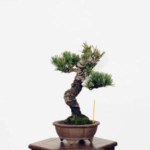 盆栽：五葉松*現品 ごようまつ　ゴヨウマツ　Goyoumatsu bonsai 小品盆栽｜y-bonsai