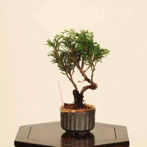 盆栽:糸魚川真柏 *現品 一点物 しんぱく シン...の商品画像