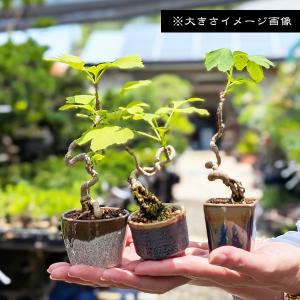 盆栽:糸魚川真柏 *現品 一点物 しんぱく シ...の詳細画像2