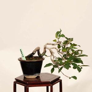 盆栽 特選:老爺柿(優美) 現品*一点物 ろう...の詳細画像1