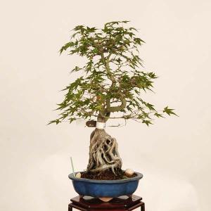 盆栽 特選:山紅葉石付 現品*山もみじ モミジ...の詳細画像1