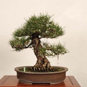 盆栽 特選:三河黒松* 現品 一点物 くろまつ ...の商品画像