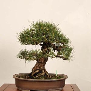 盆栽 特選:三河黒松* 現品 一点物 くろまつ...の詳細画像1
