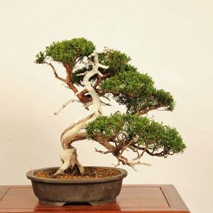 盆栽 特選：真柏 現品*一点物 しんぱく　シンパク Sabina chinesis　Shinpaku bonsai 中品盆栽