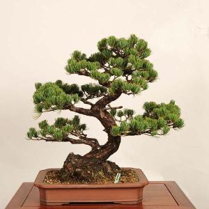 盆栽 特選:宮島五葉松* 現品 一点物 ごようま...の商品画像