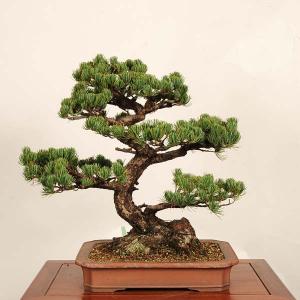 盆栽 特選:宮島五葉松* 現品 一点物 ごよう...の詳細画像1