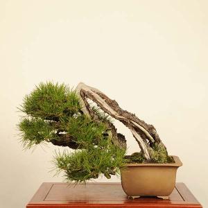 盆栽 特選：赤松（アカマツ）*現品 一点物 あかまつ Akamatsu bonsai 大品盆栽 大型ヤマト便配送