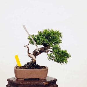 盆栽：糸魚川真柏 現品* しんぱく　シンパク Sabina chinesis　Shinpaku bonsai 小品盆栽｜y-bonsai