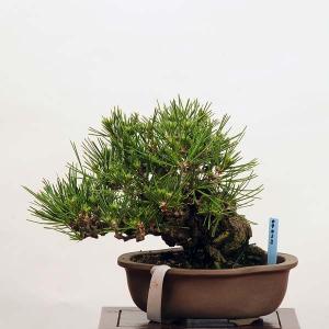 小品盆栽：特選三河黒松*現品 くろまつ　クロマツ　Kuromatsu　｜y-bonsai