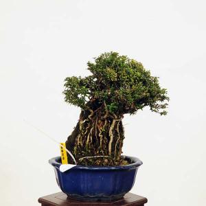 盆栽：香丁木石付(コウチョウボク)現品*(鉢はがれ有)　こうちょうぼく　Koucyoboku bonsai 小品盆栽｜y-bonsai