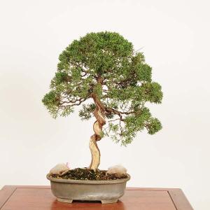 盆栽 特選：真柏 現品*一点物 しんぱく　シンパク Sabina chinesis　Shinpaku bonsai 中品盆栽