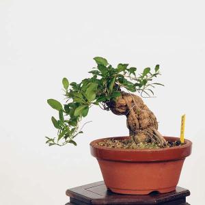 盆栽：枸杞（クコ）くこ*現品  kuko bonsai Lycium chinense 小品盆栽｜y-bonsai