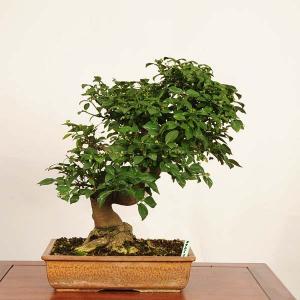 盆栽 特選：こまゆみ　現品*一点物 コマユミ　Komayumi bonsai Euonymus alatus　中品盆栽