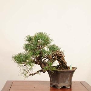 盆栽 特選：実生五葉松*現品 一点物 ごようまつ　ゴヨウマツ　Goyoumatsu bonsai 中品盆栽