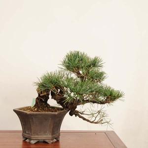 盆栽 特選:実生五葉松*現品 一点物 ごようま...の詳細画像1