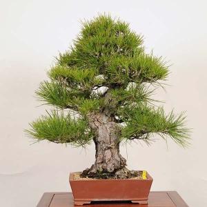 盆栽:特選三河黒松現品*くろまつ クロマツ ku...の商品画像