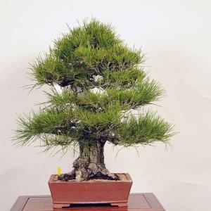盆栽:特選三河黒松現品*くろまつ クロマツ k...の詳細画像1