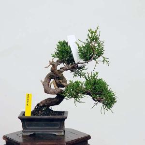盆栽：糸魚川真柏 現品* しんぱく　シンパク Sabina chinesis　Shinpaku bonsai 小品盆栽｜y-bonsai