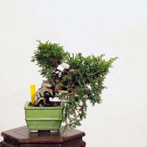 盆栽：特選糸魚川真柏 現品* しんぱく　シンパク Sabina chinesis　Shinpaku bonsai 小品盆栽