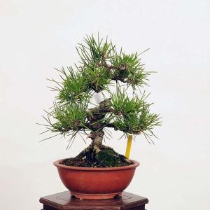盆栽：三河黒松*　現品 くろまつ　クロマツ　Kuromatsu bonsai 小品盆栽｜y-bonsai