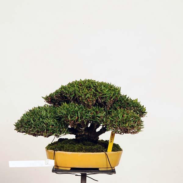 盆栽 特選：縮緬葛（チリメンカズラ）　現品* ちりめんかずら　 Kazura bonsai 小品盆栽