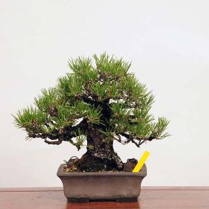 盆栽 特選：三河黒松*　現品 くろまつ　クロマツ　Kuromatsu bonsai 中品盆栽｜y-bonsai