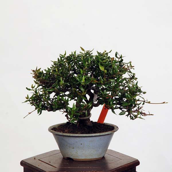 盆栽：縮緬葛（チリメンカズラ）　現品* ちりめんかずら　 Kazura bonsai 小品盆栽