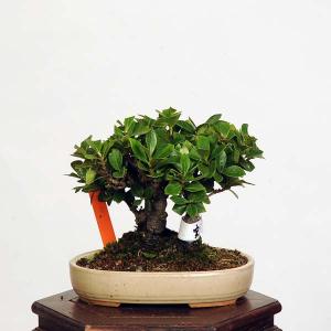 盆栽：実成梔子(くちなし)　現品*クチナシ Minarikuchinashi bonsai 小品盆栽｜y-bonsai