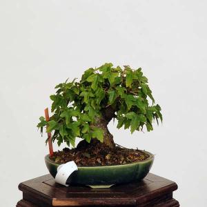 盆栽：特選楓　現品*かえで　カエデ　Kaede bonsai  小品盆栽｜y-bonsai