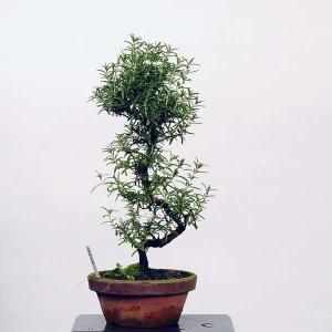 ローズマリー鉢 盆栽 苔玉 の商品一覧 花 ガーデニング 通販 Yahoo ショッピング