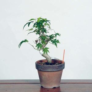 盆栽：山紅葉　現品*山もみじ　モミジ　Momiji bonsai 小品盆栽｜y-bonsai