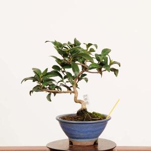 盆栽：姫椿 現品 *一点物 つばき　ツバキ Camellia japonica Tsubaki bonsai 小品盆栽