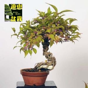 中品盆栽：小紫式部【現品】*Komurasakishikibu【送料無料】｜y-bonsai